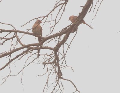 523 county2cardinals.JPG