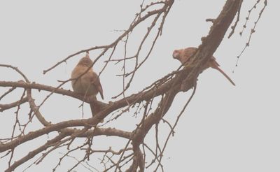 523 countybirds.JPG