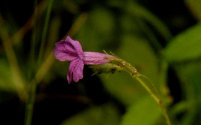 528countycook'spurpleeeeeeeeee.JPG