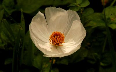 528countycook'spoppie222222222.JPG