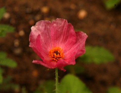 528countycook'spoppie34.JPG