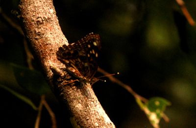 528countycook'shackberry.JPG