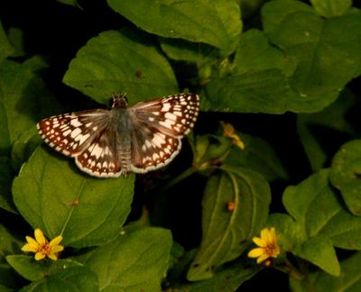 528countycook'scommoncrested
