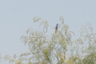 529cook'sbluegrosbeak.JPG