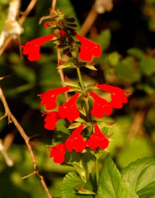 529cook's.redflower4444444444.JPG