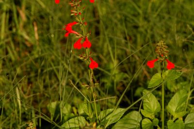 529cook's.redflower33333333.JPG