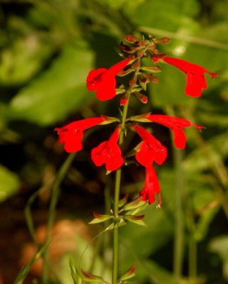 529cook's.redflower.JPG