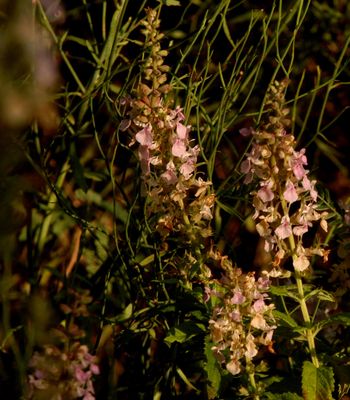 529cook's.lavenderflower.JPG