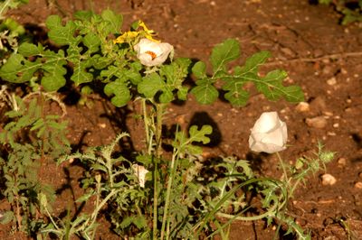 529cook's.floweressssssssssss.JPG