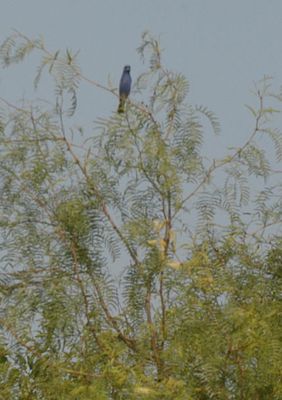 529cook's.bluegrossbeak3333333333.JPG