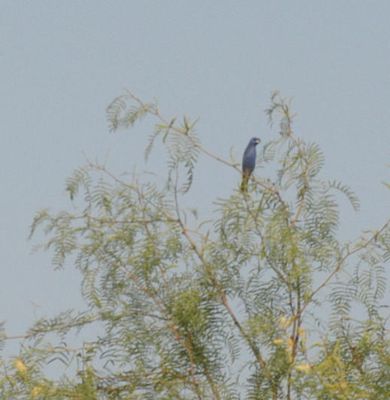 529cook's.bluegrosbeak222222222222JPG