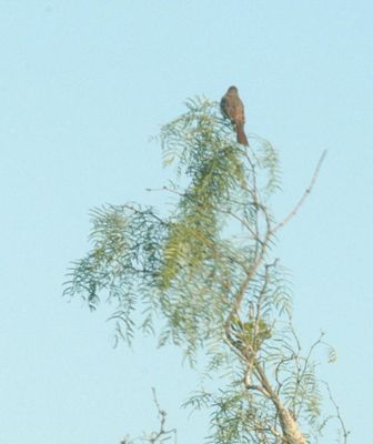 530countybird.JPG