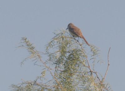 kingbird222222JPG