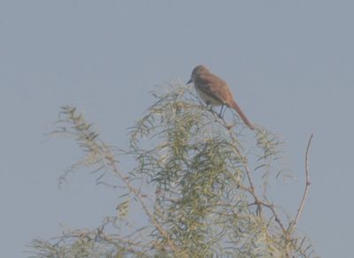 530countykingbird22222222