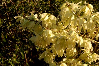 530countyyucca22222222222.JPG