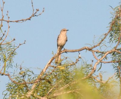 530countymockingbird.JPG