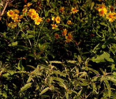 530countyflowers
