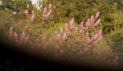 530countylavender.JPG