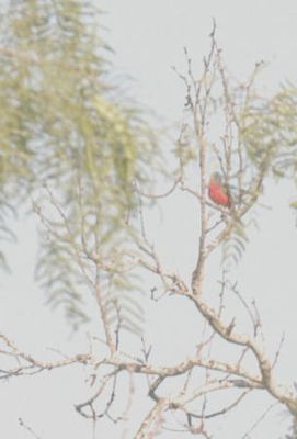 530countypaintedbunting222222222.JPG
