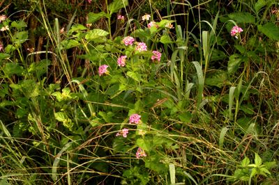 66county.lantana.JPG