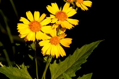 67county.daisies.JPG