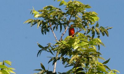 67county.paintedbunting.JPG