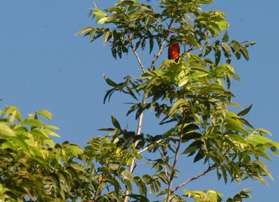 67county.paubtedbunting222222222.JPG