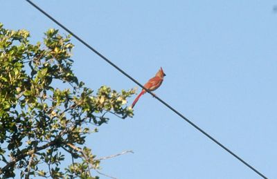 67county.cardinal.JPG