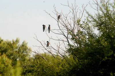 69County.cormorants.JPG