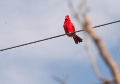 69County.cardinal.JPG