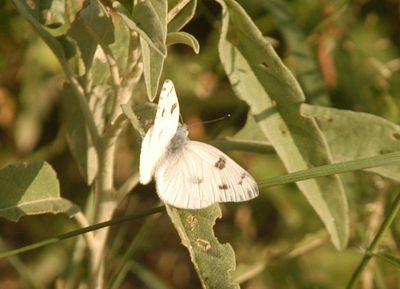 610countcheckerspot.JPG