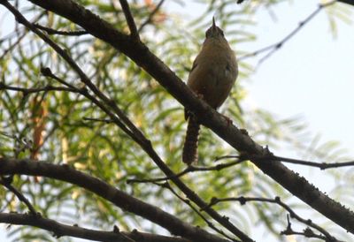610countcarolinawren.JPG