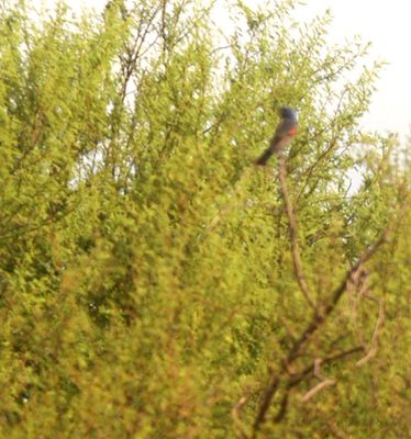 610countbluebluegrosbeak.JPG