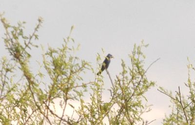 610countbluegrosbeak.JPG