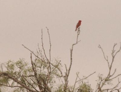 611countycardinal.JPG
