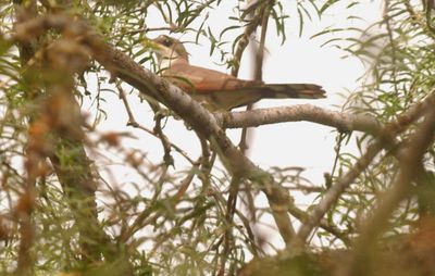 616county.yelbilled.JPG