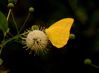 616county.largeorangesulphur.JPG