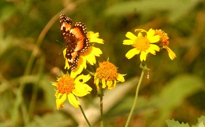 616county.borderedpatchcowpendaisy.JPG