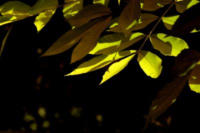 622county.tree.JPG