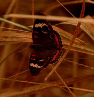 625county.commonbuckeye.JPG