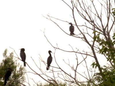 625county.cormorants.JPG