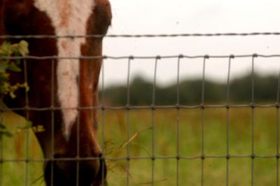 625county.horse.JPG