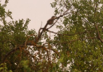 71countylongbilledthrasher.JPG
