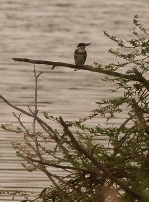 71countygreenkingfisher.JPG