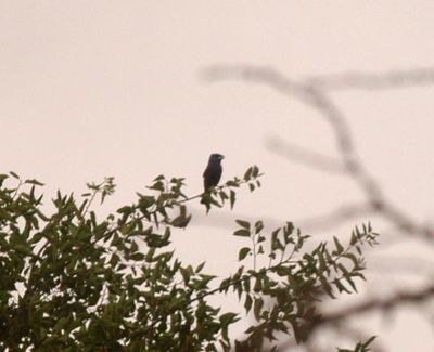 71countybluegrosbeak.JPG