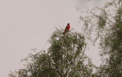 71countypaintedbunting444444444.JPG