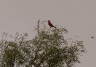 71countypaintedbunting2222222222.JPG