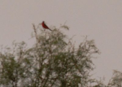 71countypaintedbunting.JPG