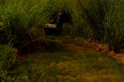 73county.pondpond.JPG