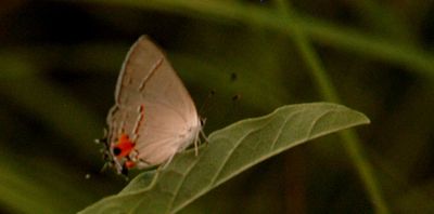 73county.grayhairstreak.JPG